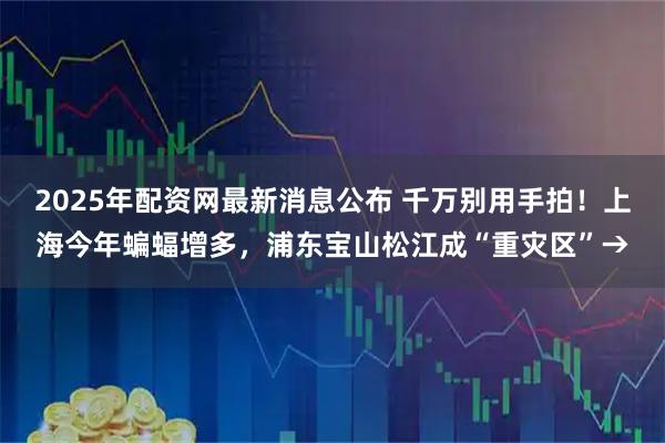 2025年配资网最新消息公布 千万别用手拍！上海今年蝙蝠增多，浦东宝山松江成“重灾区”→